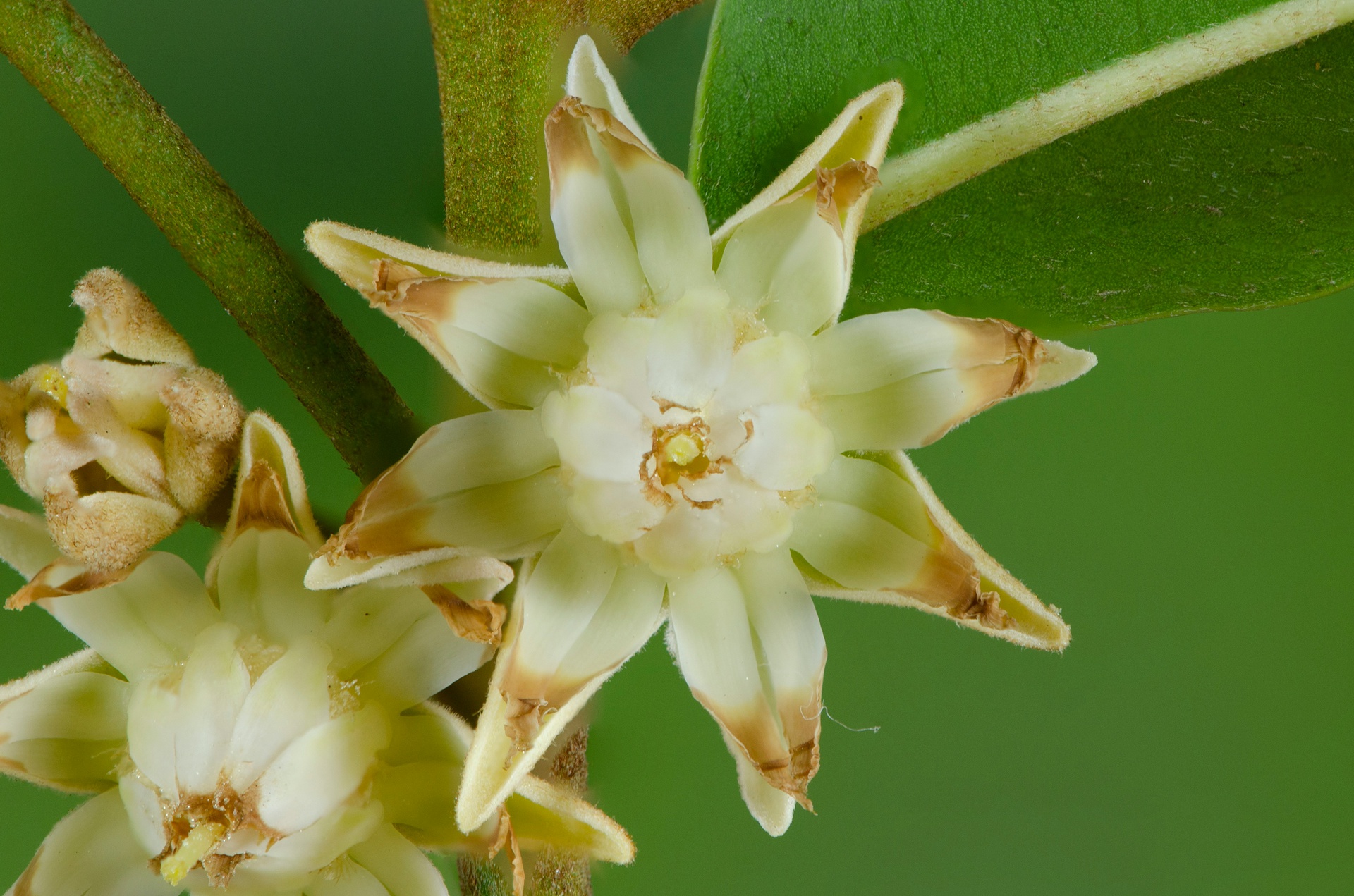 北京園藝助手App開發(fā)，打造多彩花園的數(shù)字秘籍