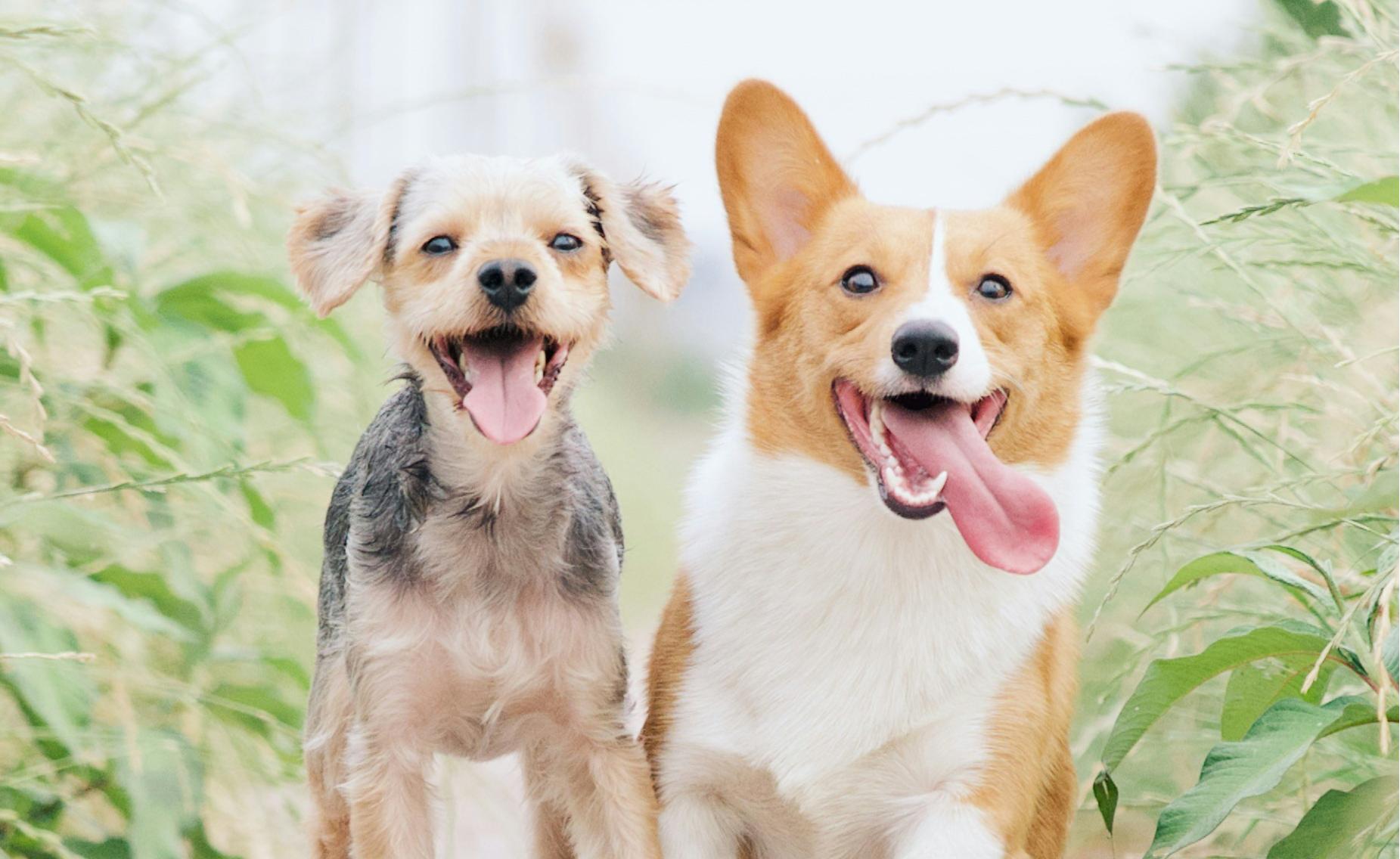 天津?qū)櫸镌诰€問(wèn)診小程序開(kāi)發(fā)，寵物健康有“醫(yī)”靠