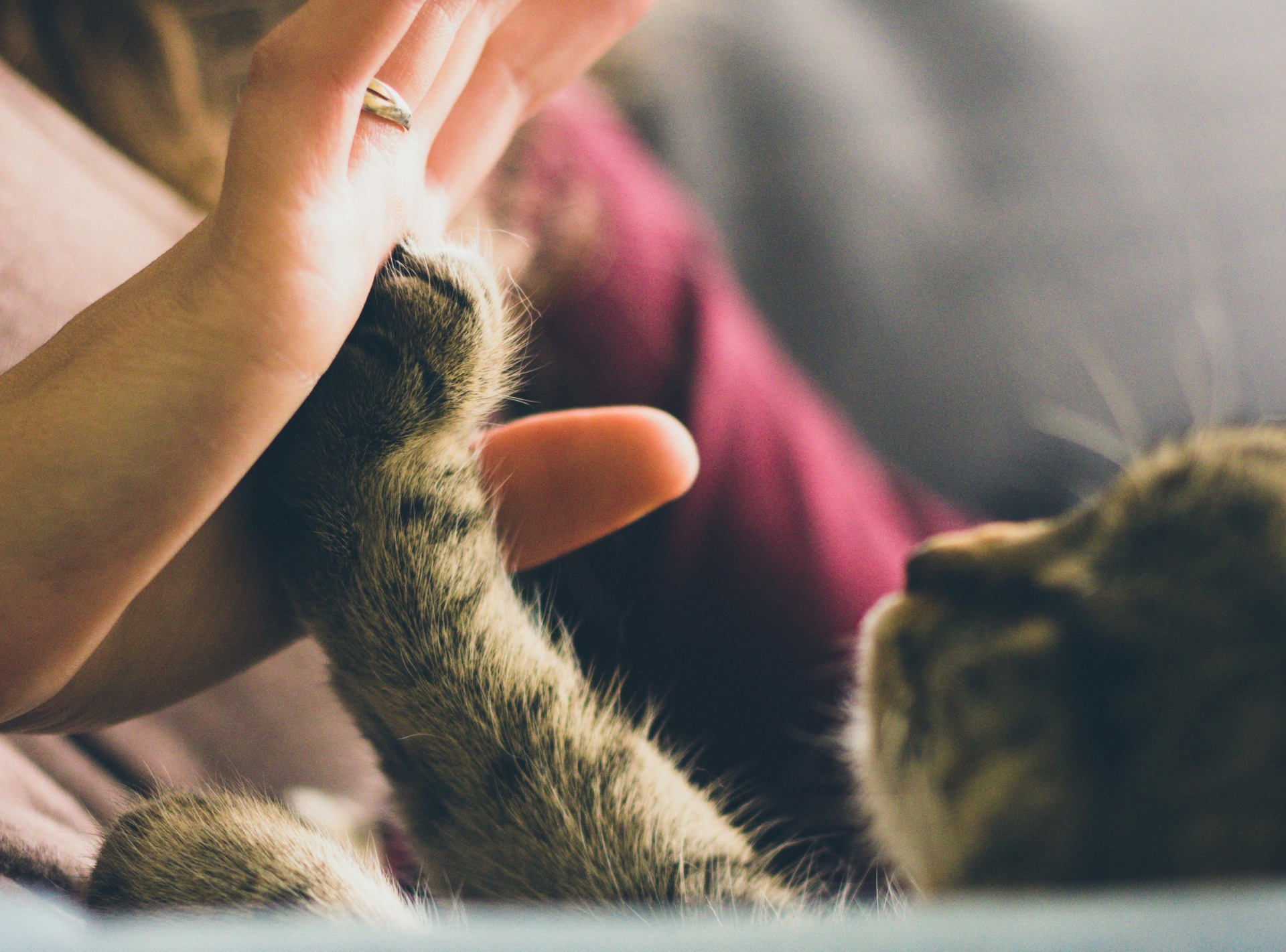 天津一站式寵物交易App開(kāi)發(fā)，打造全方位交易體驗(yàn)