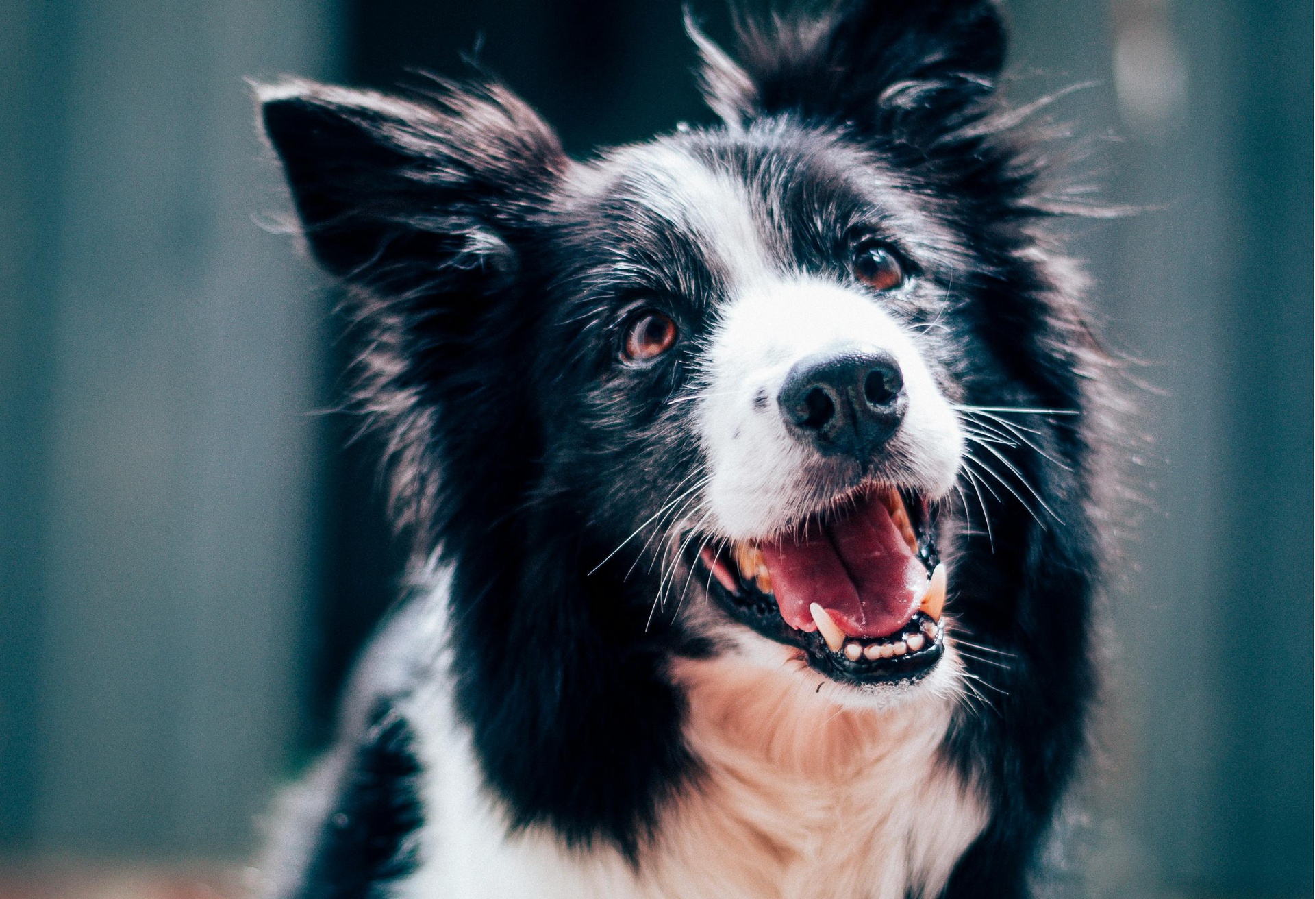 天津?qū)櫸锿羞\(yùn)小程序開(kāi)發(fā)，便捷出行一鍵開(kāi)啟