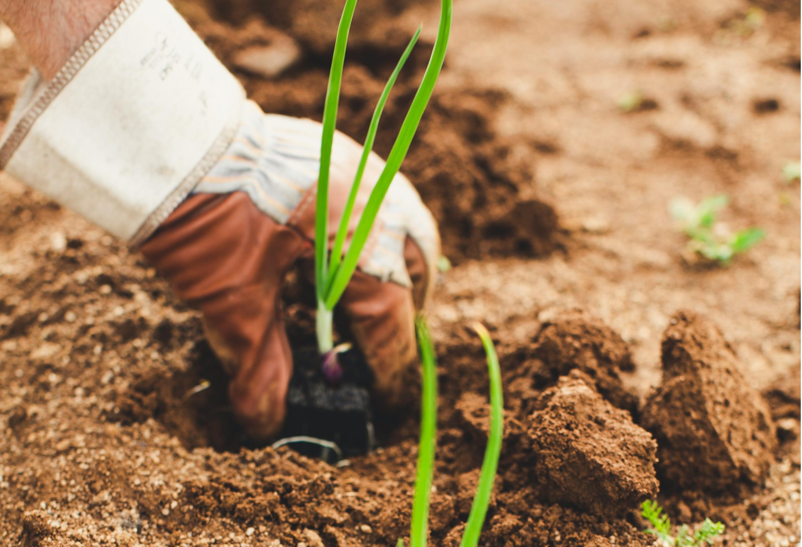 石家莊智慧農(nóng)業(yè)App開發(fā)，科技賦能農(nóng)業(yè)突破